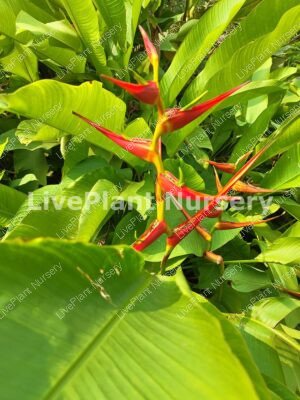 Helconia Latispatha Distans