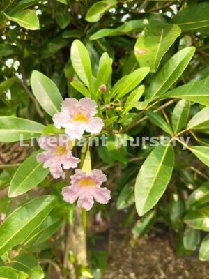 Bignonia Meapotamica