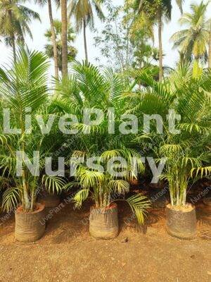 Dypsis Lutescens(Areaca Palm)