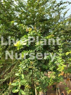 Pithecellobium dulce (Manila Tamarind)