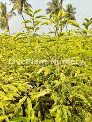 Mimusops Elengi (Bakul Verigated)