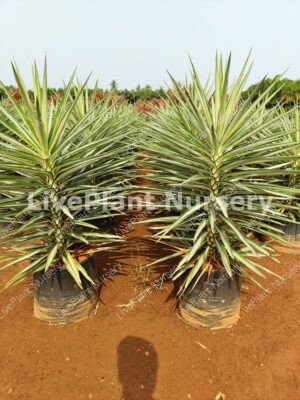 Yucca elephantipes(Silver Star)