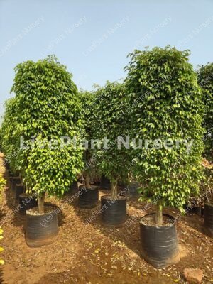 Ficus Blackena
