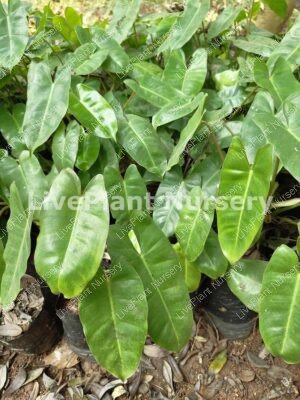 Philodendron Burle Marx plant