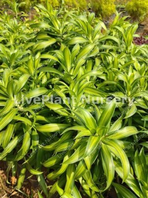 Song of india green-Dracaena Reflexa