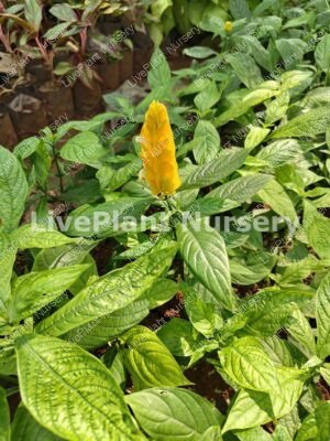 Pachystachys Lutea (Golden Shrimp Plant)