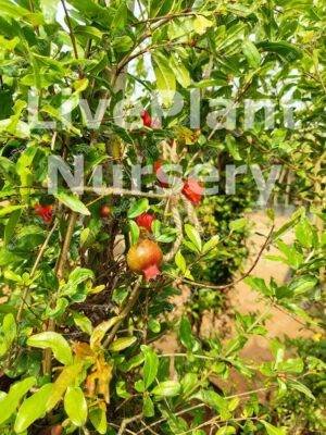 Pomegranate-Anar Fruit