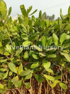 Cashew-Anacardium occidentale