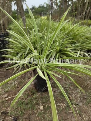 Dianella Variegated