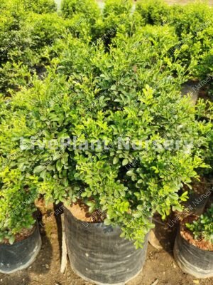 Murraya Paniculata Dwarf