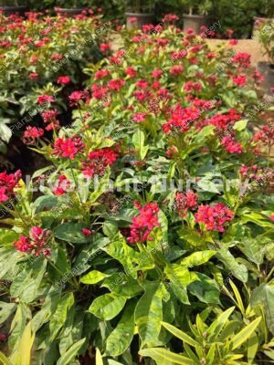 Jatropha Pandurifolia