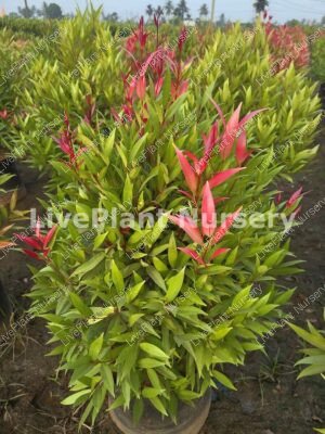 Syzygium Paniculatum (Eugenia Narrow leaf)