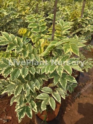 Spathodea Campanulata Variegated