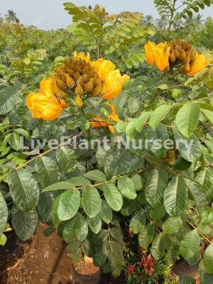 Spathodea Campanulata Yellow