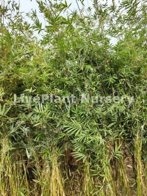 Bambusa Mutiplex Green