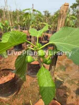 Anjeer Fruit-Fig Plant