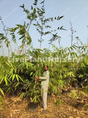 Phyllostachys Nigra (Black Bamboo)
