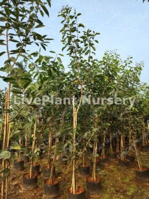 Syzygium cumini-Bahadoli jamun