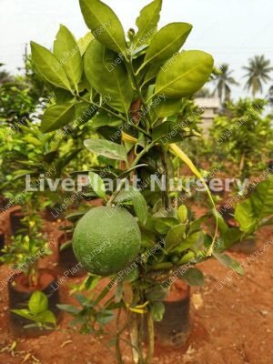 Citrus Limetta-Mousambi