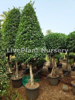 Ficus Microcarpa Cone Shape