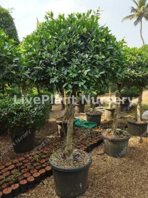 Ficus Microcarpa ball shape
