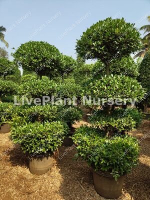 Ficus Microcarpa Steps