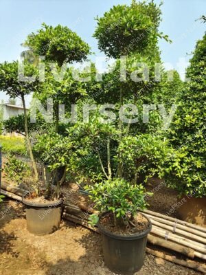 Ficus Micocarpa Multihead