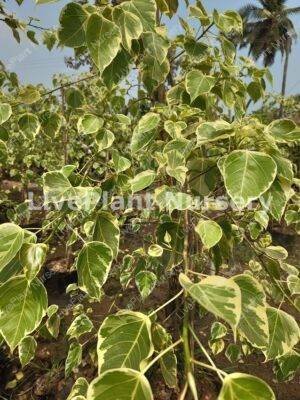 Ficus religiosa veriegata(Peeple tree)
