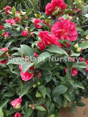 Camellia Japonica Plant