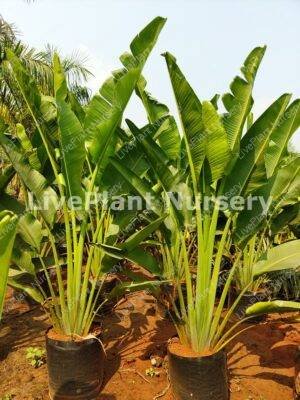 Revenala Madagadcarensis (Traveller Palm)