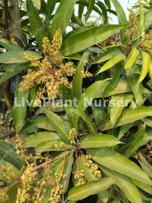 Mango-Mangifera Indica