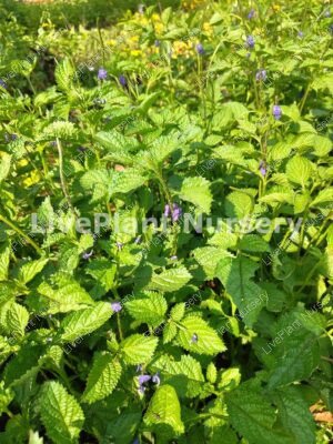 Stachytarpheta Jamaicensis-Blue Portrweed