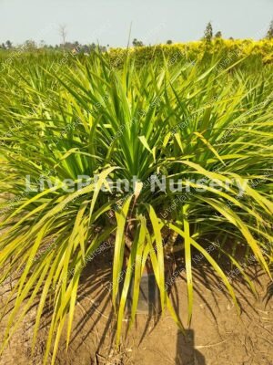 Dracaena Draco (Dragon Tree)