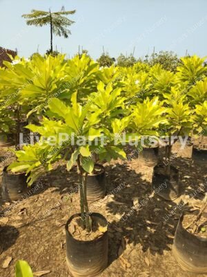 Cerbera Odollam Rubra(Golden Pon Pong Tree)