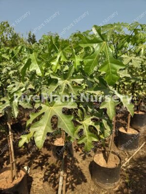 Brachychiton acerifolius (Illawarra FlameTree)