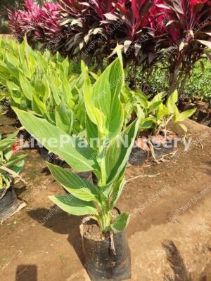 Canna Lily Variegated green plant