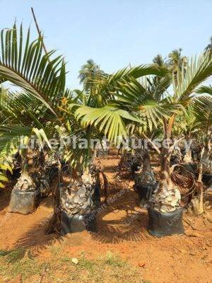 Hyophorbe Legenicaulis