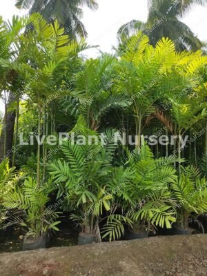 Kentia Palm