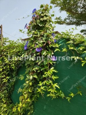 Ipomoea indica-Morning Glory