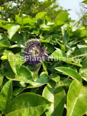 Passiflora Caerulea -Krishna kamalam Blue flower