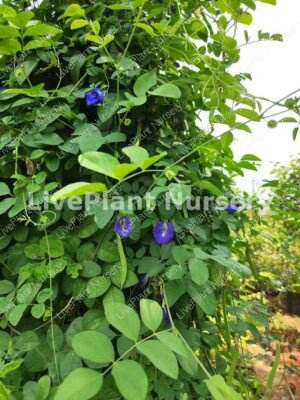 Clitoria ternatea-Aparajita (Butterfly Pea)