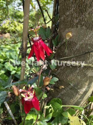 Passiflora vitifolia-Krishna Kamalam Plant