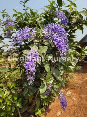 Purple Sandpaper Vine (Petrea Volubilis)