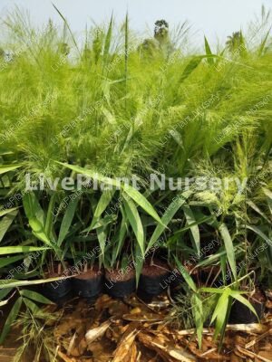 Thysanolaena-Tiger Grass