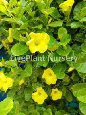 Yellow Mandevilla-Allamanda Creeper