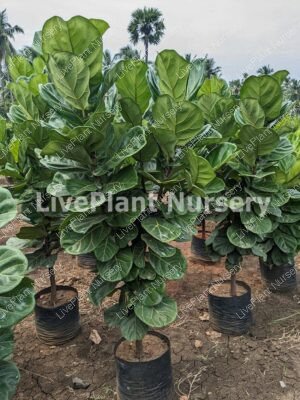 Ficus Lyrata, Fiddle Leaf Fig plant