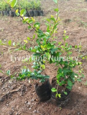 Malphizia plant