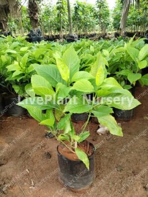 Pisonia Alba(koles-Maluko) Plant