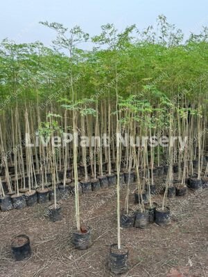Moringa-Drumstick plants