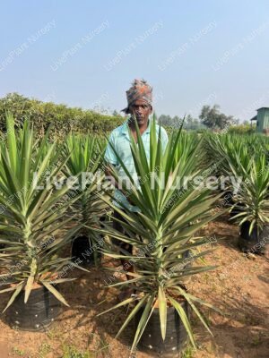 Yucca elephantipes (Green Star)